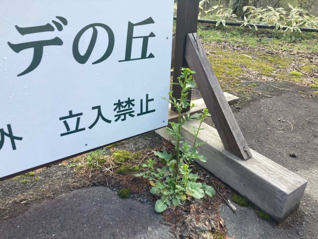 ハルザキヤマガラシ
