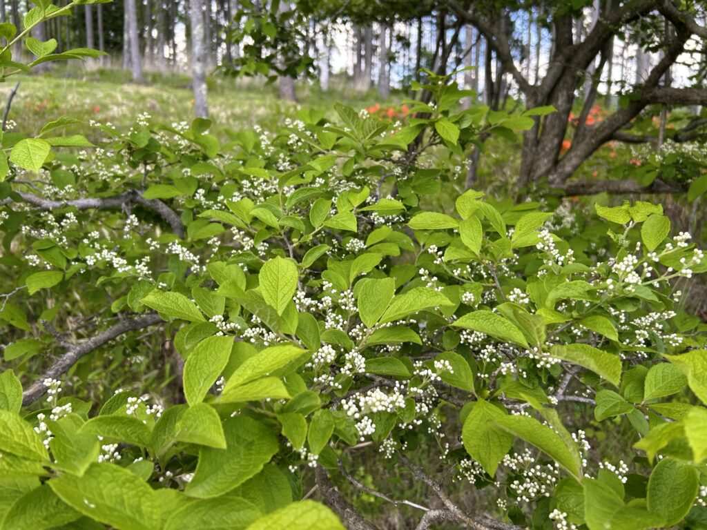 信州諏訪霧ヶ峰高原別荘地 霧ヶ峰 ビバルデの丘 長野県諏訪市 ビーナスライン 別荘 山 森 森林 自然 富士山 八ヶ岳 南アルプス 中央アルプス 眺望 植物 山野草 草花 山の花 アウトドア 木の花 白い花 初夏 6月 ミズキ マルバアオダモ サワフタギ