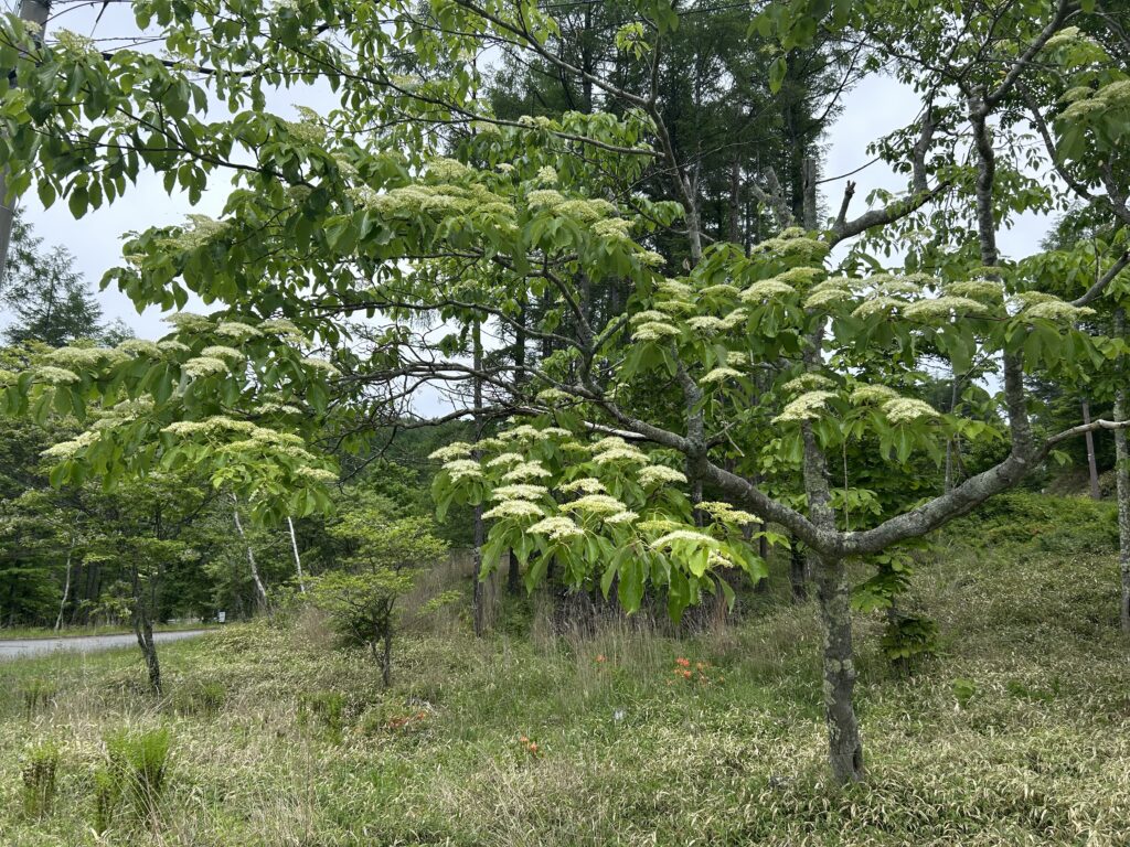 信州諏訪霧ヶ峰高原別荘地 霧ヶ峰 ビバルデの丘 長野県諏訪市 ビーナスライン 別荘 山 森 森林 自然 富士山 八ヶ岳 南アルプス 中央アルプス 眺望 植物 山野草 草花 山の花 アウトドア 木の花 白い花 初夏 6月 ミズキ マルバアオダモ サワフタギ