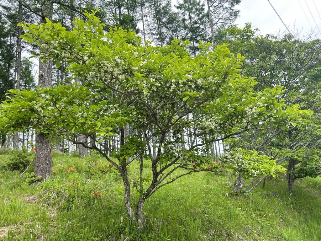 信州諏訪霧ヶ峰高原別荘地 霧ヶ峰 ビバルデの丘 長野県諏訪市 ビーナスライン 別荘 山 森 森林 自然 富士山 八ヶ岳 南アルプス 中央アルプス 眺望 植物 山野草 草花 山の花 アウトドア 木の花 白い花 初夏 6月 ミズキ マルバアオダモ サワフタギ