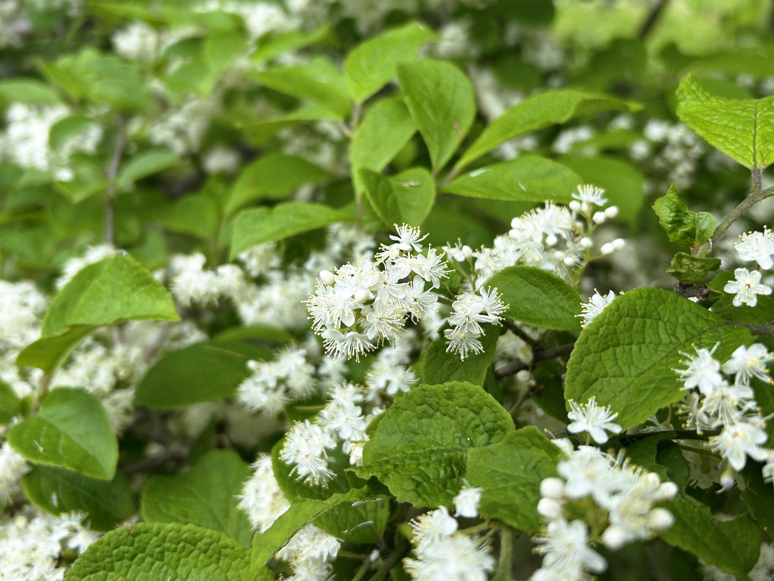 木に咲く白い花 2 | 富士山・南アルプス・八ヶ岳の見える別荘地：諏訪