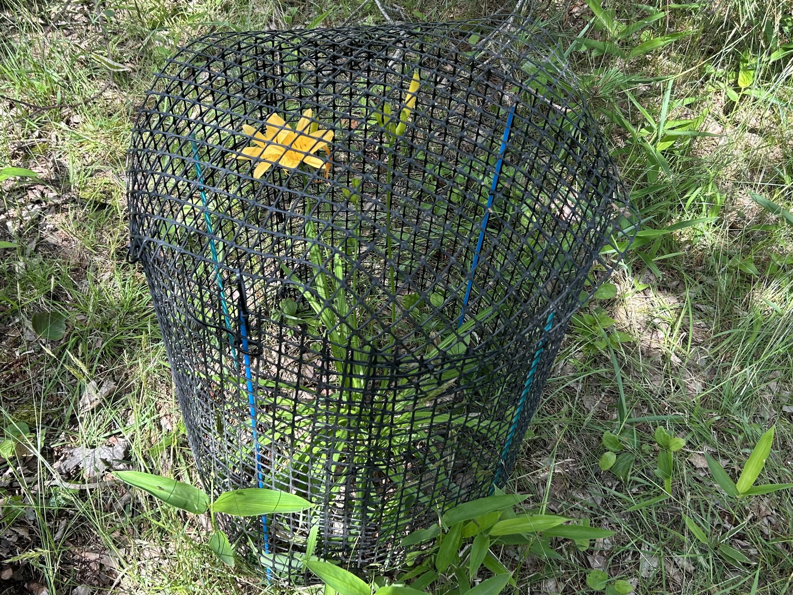 信州諏訪霧ヶ峰高原別荘地 霧ヶ峰 ビバルデの丘 長野県諏訪市 ビーナスライン 別荘 山 森 森林 自然 富士山 八ヶ岳 南アルプス 中央アルプス 眺望 植物 山野草 草花 山の花 アウトドア 夏 ニッコウキスゲ 保護 ウツボグサ サワギク ノハナショウブ ゼンテイカ 車山