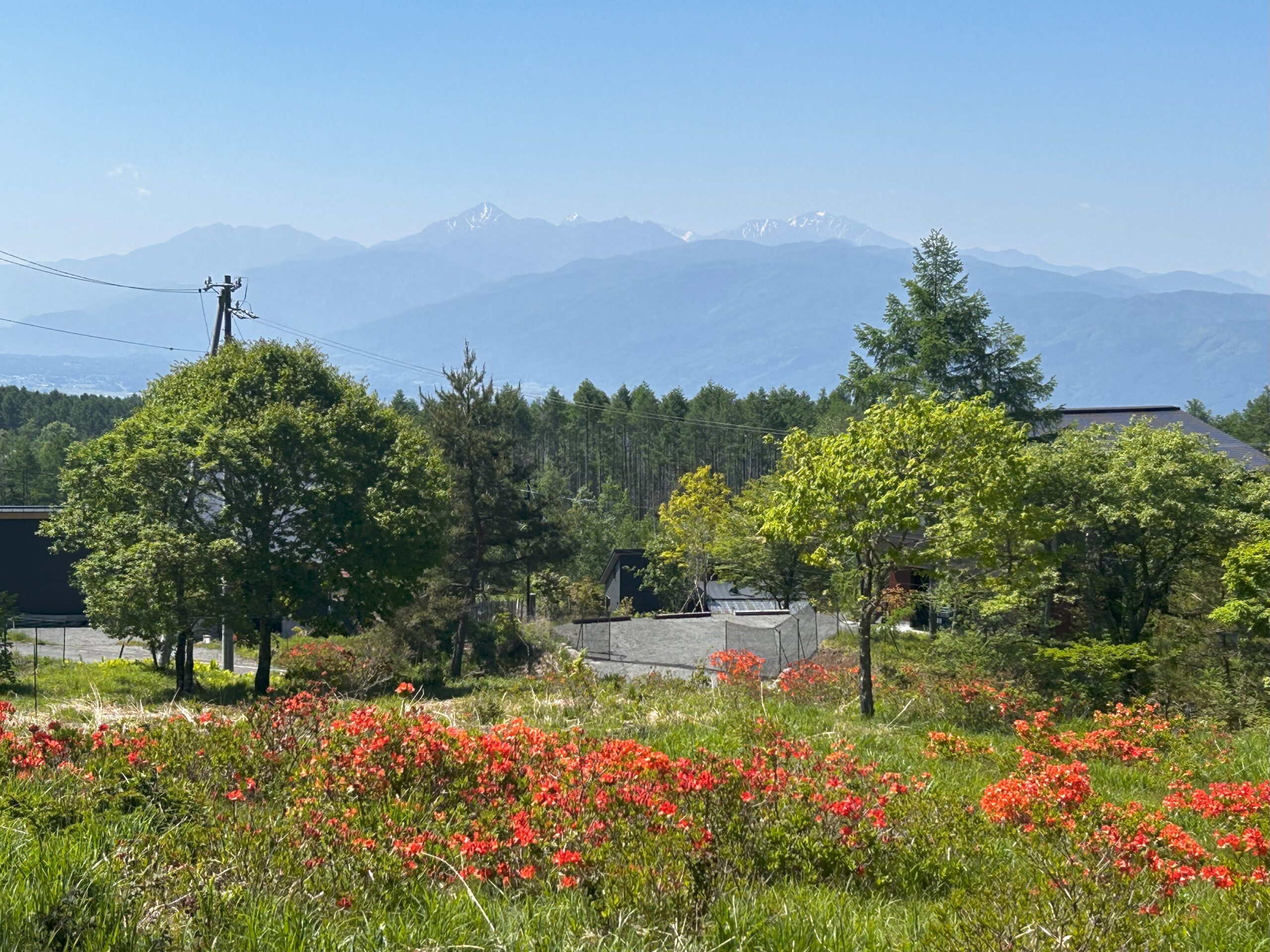 天然トピアリー。山採りミツバツツジ。 天然トピアリー。山採りミツバツツジ。 ミツバツツジ咲く滝上山から