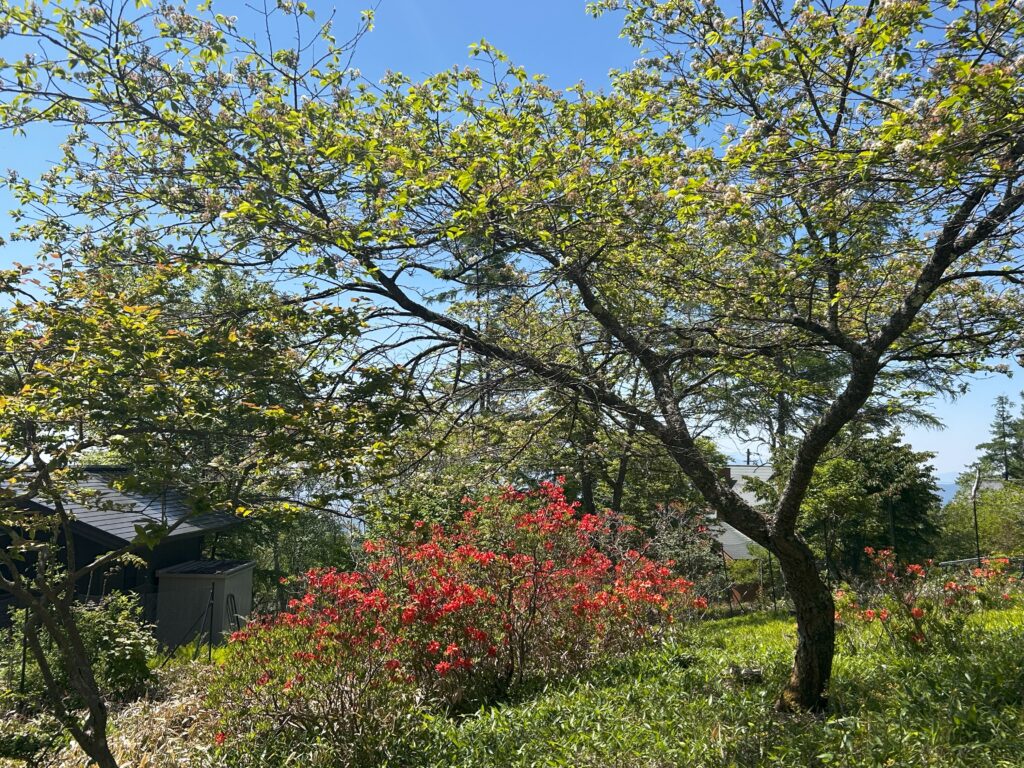 霧ヶ峰 レンゲツツジ
別荘地のツツジ