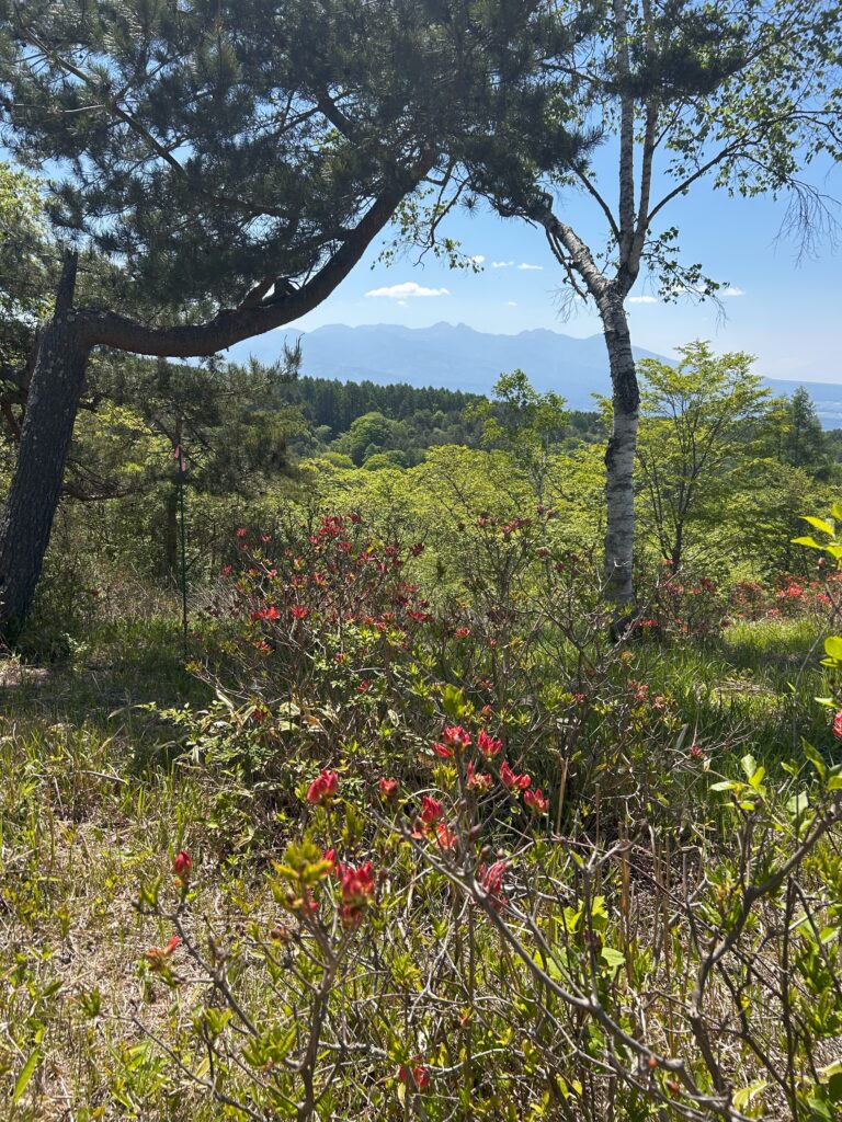 霧ヶ峰 レンゲツツジ
別荘地のツツジ