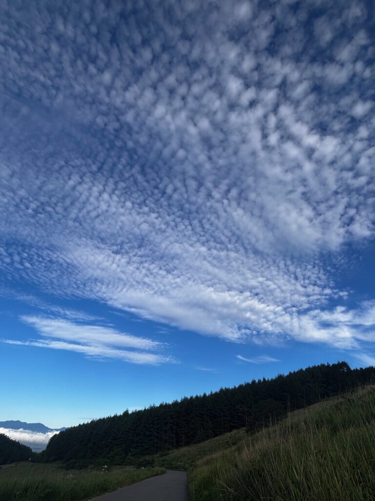 霧ヶ峰 夏