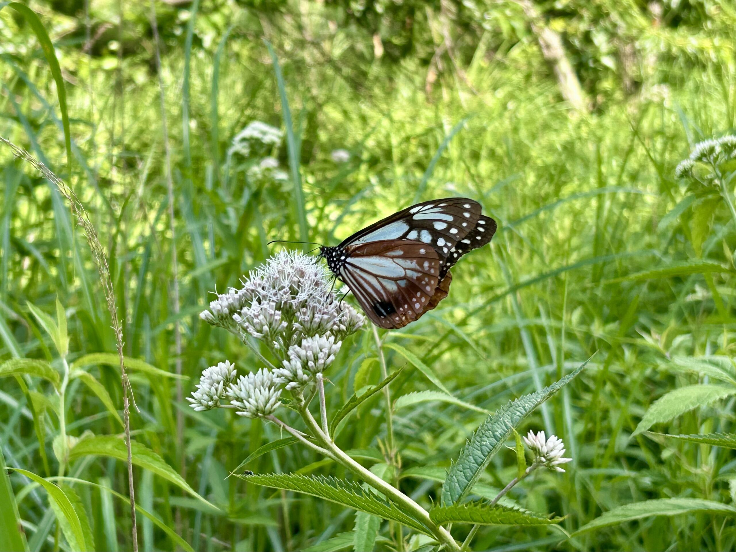 花の蜜と蝶 | 富士山・南アルプス・八ヶ岳の見える別荘地：諏訪 霧ヶ峰