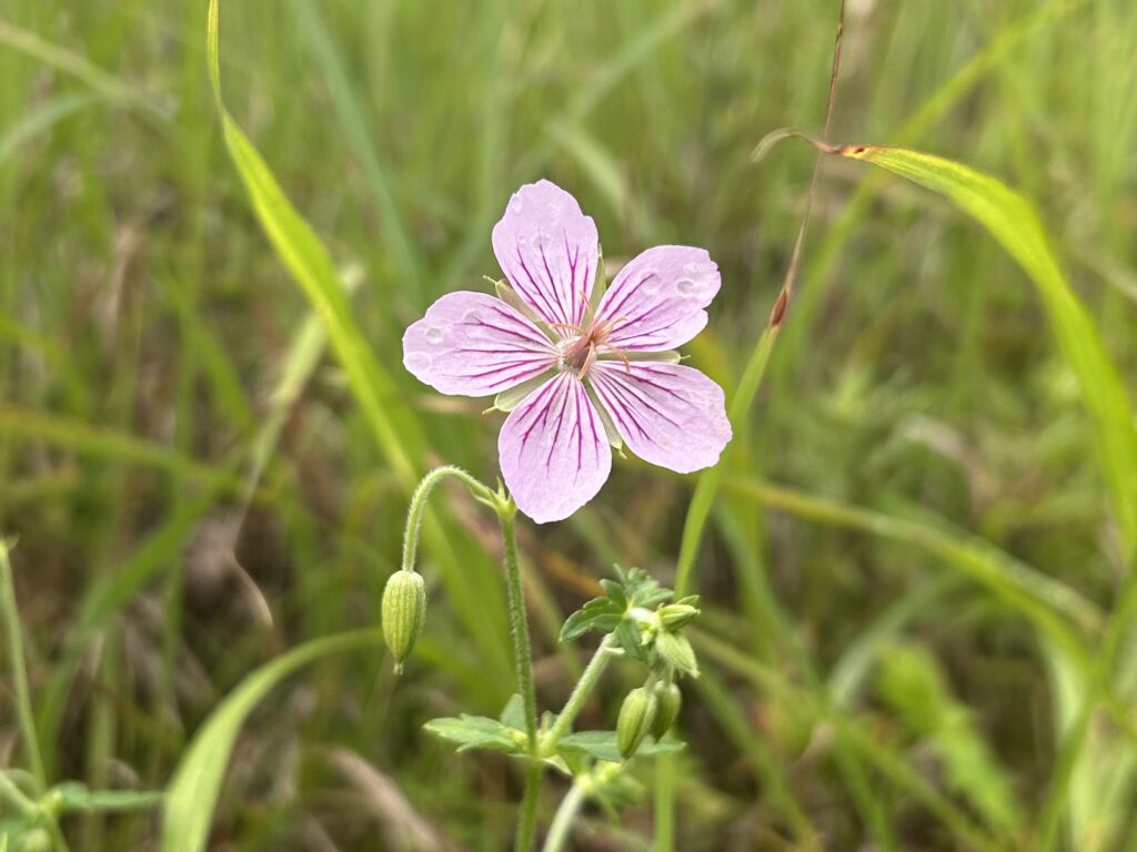 信州諏訪霧ヶ峰高原別荘地 霧ヶ峰 ビバルデの丘 長野県諏訪市 ビーナスライン 別荘 山 森 森林 自然 富士山 八ヶ岳 南アルプス 中央アルプス 眺望 植物 山野草 草花 山の花 アウトドア 夏 タチフウロ ツリフネソウ
