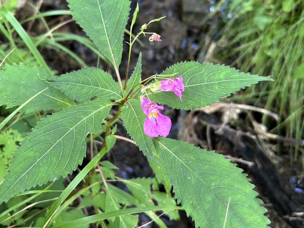 信州諏訪霧ヶ峰高原別荘地 霧ヶ峰 ビバルデの丘 長野県諏訪市 ビーナスライン 別荘 山 森 森林 自然 富士山 八ヶ岳 南アルプス 中央アルプス 眺望 植物 山野草 草花 山の花 アウトドア 夏 タチフウロ ツリフネソウ
