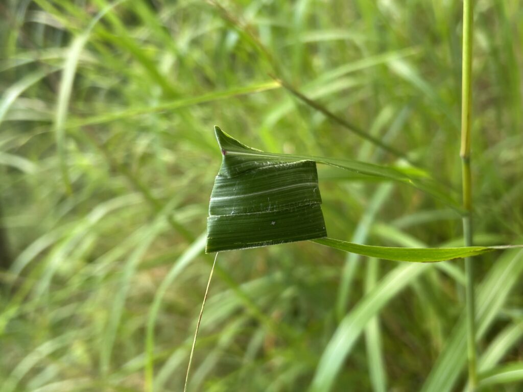 信州諏訪霧ヶ峰高原別荘地 霧ヶ峰 ビバルデの丘 長野県諏訪市 ビーナスライン 別荘 山 森 森林 自然 富士山 八ヶ岳 南アルプス 中央アルプス 眺望 植物 山野草 草花 山の花 アウトドア 夏 タチフウロ ツリフネソウ ススキ 秋の七草