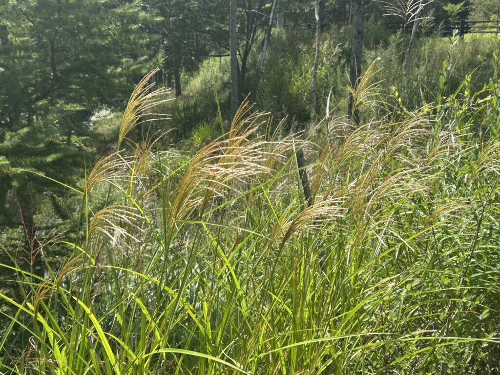 信州諏訪霧ヶ峰高原別荘地 霧ヶ峰 ビバルデの丘 長野県諏訪市 ビーナスライン 別荘 山 森 森林 自然 富士山 八ヶ岳 南アルプス 中央アルプス 眺望 植物 山野草 草花 山の花 アウトドア 夏 タチフウロ ツリフネソウ ススキ 秋の七草