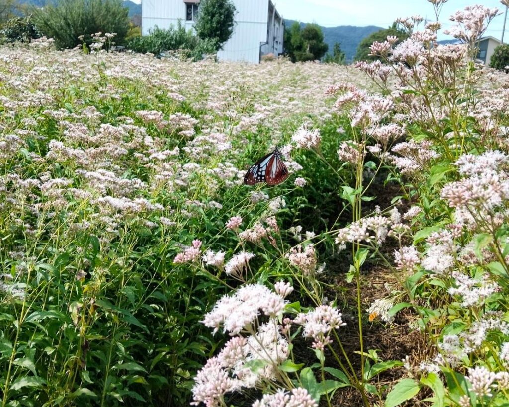 信州諏訪霧ヶ峰高原別荘地 霧ヶ峰 ビバルデの丘 長野県諏訪市 ビーナスライン 別荘 山 森 森林 自然 富士山 八ヶ岳 南アルプス 中央アルプス 眺望 植物 山野草 草花 山の花 アウトドア 夏 秋 秋の七草 藤袴 フジバカマ ヒヨドリバナ アサギマダラ