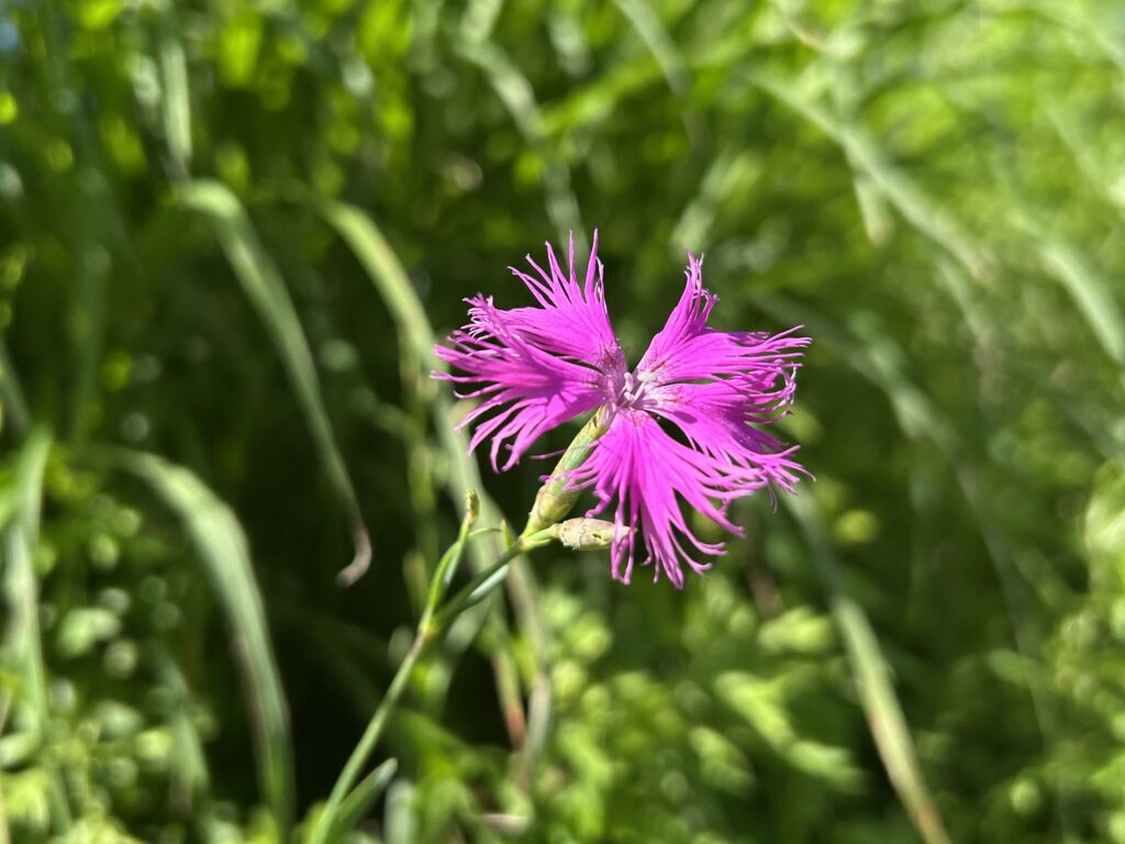 信州諏訪霧ヶ峰高原別荘地　霧ヶ峰　ビバルデの丘　長野県諏訪市　ビーナスライン　別荘　山　森　森林　自然　富士山　八ヶ岳　南アルプス　中央アルプス　眺望　植物　山野草　草花　山の花　アウトドア　夏　秋　ススキ　芒　秋の七草　撫子　ナデシコ　エゾカワラナデシコ