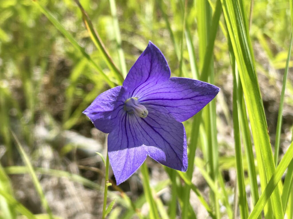信州諏訪霧ヶ峰高原別荘地　霧ヶ峰　ビバルデの丘　長野県諏訪市　ビーナスライン　別荘　山　森　森林　自然　富士山　八ヶ岳　南アルプス　中央アルプス　眺望　植物　山野草　草花　山の花　アウトドア　夏　秋　ススキ　芒　秋の七草　撫子　ナデシコ　エゾカワラナデシコ　桔梗　キキョウ　絶滅危惧種