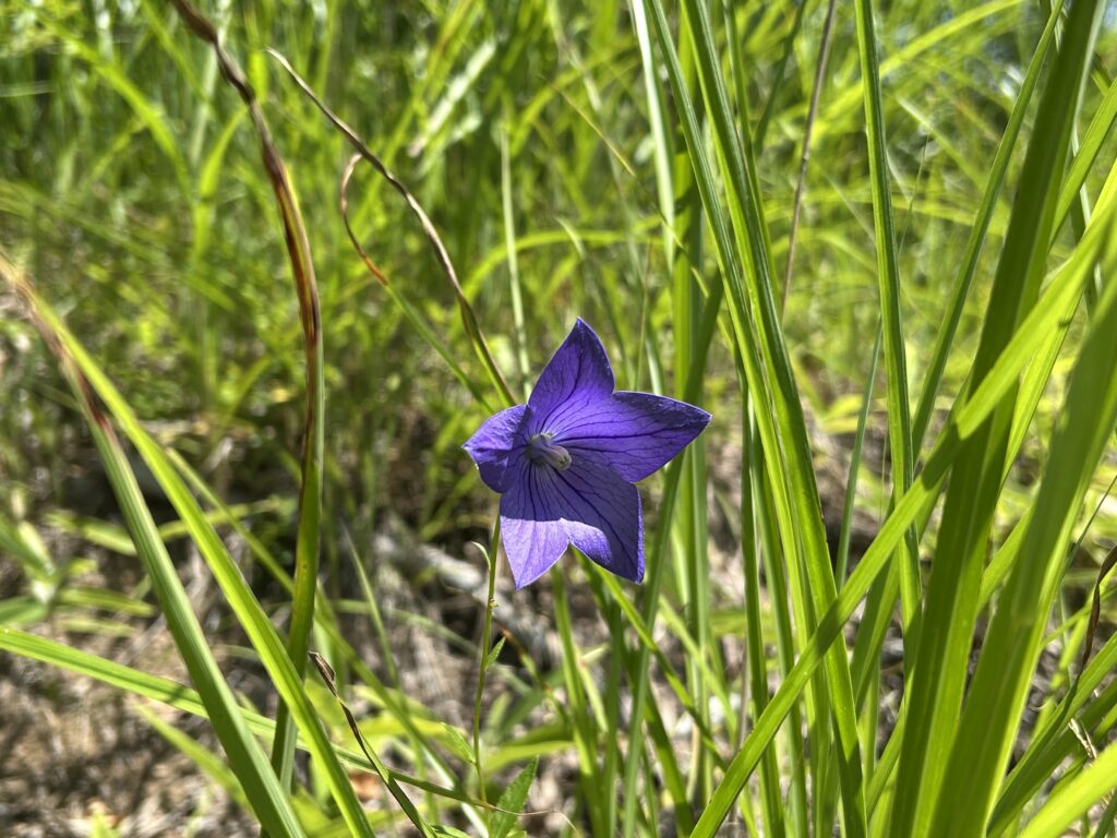 信州諏訪霧ヶ峰高原別荘地　霧ヶ峰　ビバルデの丘　長野県諏訪市　ビーナスライン　別荘　山　森　森林　自然　富士山　八ヶ岳　南アルプス　中央アルプス　眺望　植物　山野草　草花　山の花　アウトドア　夏　秋　ススキ　芒　秋の七草　撫子　ナデシコ　エゾカワラナデシコ　桔梗　キキョウ　絶滅危惧種