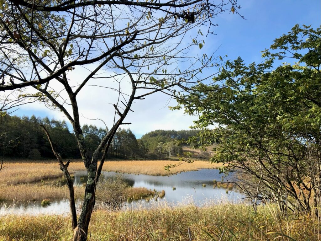 池のくるみ
踊場湿原
草紅葉