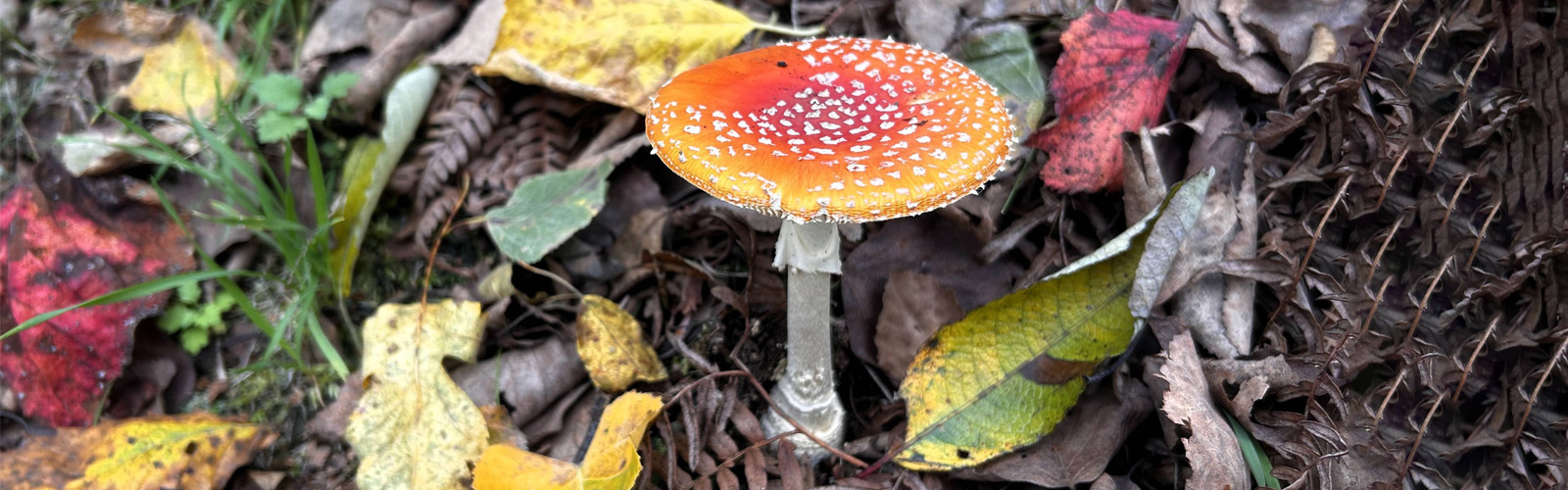 八ヶ岳・富士山の見える別荘地「ビバルデの丘」