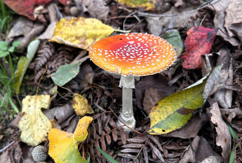 八ヶ岳・富士山の見える別荘地「ビバルデの丘」
