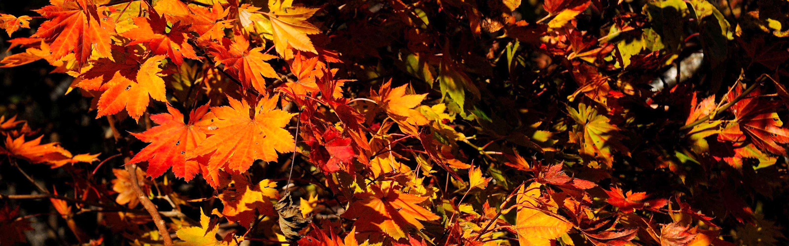 八ヶ岳・富士山の見える別荘地「ビバルデの丘」