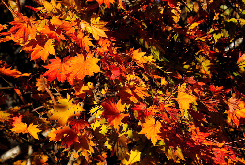 八ヶ岳・富士山の見える別荘地「ビバルデの丘」