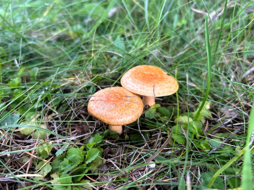 信州諏訪霧ヶ峰高原別荘地 霧ヶ峰 ビバルデの丘 長野県諏訪市 ビーナスライン 別荘 山 森 森林 自然 富士山 八ヶ岳 南アルプス 中央アルプス 眺望 植物 山野草 草花 山の花 アウトドア 夏 秋 秋の七草 萩 ハギ マルバハギ 紅葉 野生 きのこ キノコ 毒キノコ ベニテングタケ カラカサタケ