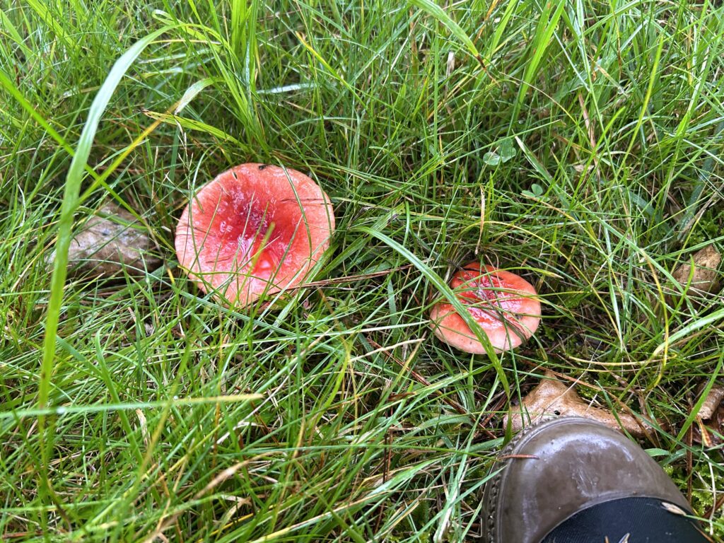 信州諏訪霧ヶ峰高原別荘地 霧ヶ峰 ビバルデの丘 長野県諏訪市 ビーナスライン 別荘 山 森 森林 自然 富士山 八ヶ岳 南アルプス 中央アルプス 眺望 植物 山野草 草花 山の花 アウトドア 夏 秋 秋の七草 萩 ハギ マルバハギ 紅葉 野生 きのこ キノコ 毒キノコ ベニテングタケ カラカサタケ