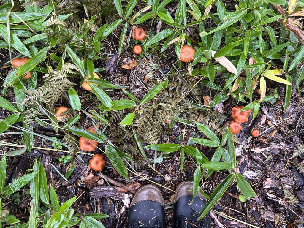 信州諏訪霧ヶ峰高原別荘地 霧ヶ峰 ビバルデの丘 長野県諏訪市 ビーナスライン 別荘 山 森 森林 自然 富士山 八ヶ岳 南アルプス 中央アルプス 眺望 植物 山野草 草花 山の花 アウトドア 夏 秋 秋の七草 萩 ハギ マルバハギ 紅葉 野生 きのこ キノコ 毒キノコ ベニテングタケ カラカサタケ