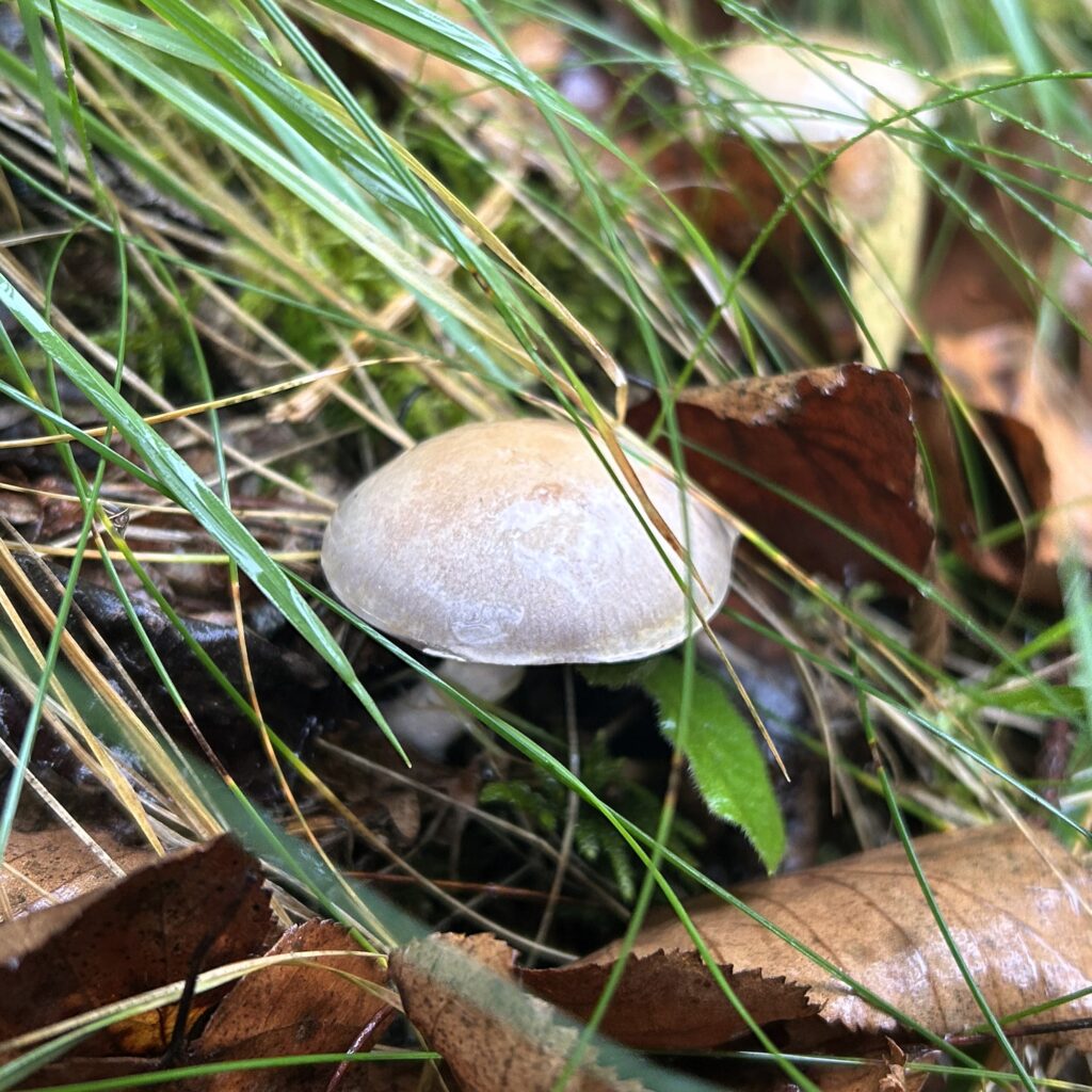 信州諏訪霧ヶ峰高原別荘地 霧ヶ峰 ビバルデの丘 長野県諏訪市 ビーナスライン 別荘 山 森 森林 自然 富士山 八ヶ岳 南アルプス 中央アルプス 眺望 植物 山野草 草花 山の花 アウトドア 夏 秋 秋の七草 萩 ハギ マルバハギ 紅葉 野生 きのこ キノコ 毒キノコ ベニテングタケ