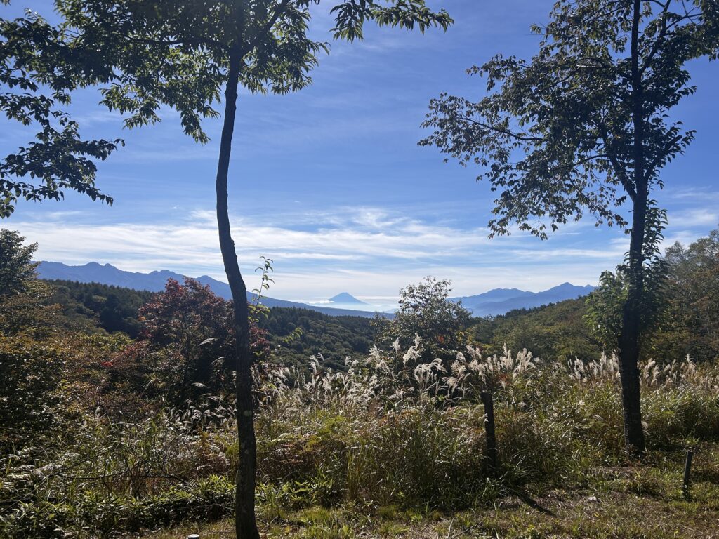 信州諏訪霧ヶ峰高原別荘地 霧ヶ峰 ビバルデの丘 長野県諏訪市 ビーナスライン 別荘 山 森 森林 自然 富士山 八ヶ岳 南アルプス 中央アルプス 眺望 植物 山野草 草花 山の花 アウトドア 夏 秋 秋の七草 萩 ハギ マルバハギ 紅葉 野生
