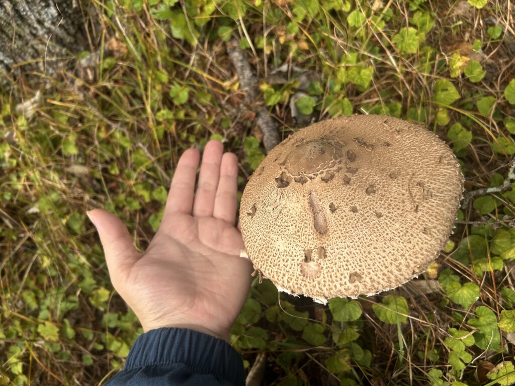 信州諏訪霧ヶ峰高原別荘地 霧ヶ峰 ビバルデの丘 長野県諏訪市 ビーナスライン 別荘 山 森 森林 自然 富士山 八ヶ岳 南アルプス 中央アルプス 眺望 植物 山野草 草花 山の花 アウトドア 夏 秋 秋の七草 萩 ハギ マルバハギ 紅葉 野生 きのこ キノコ 毒キノコ ベニテングタケ カラカサタケ