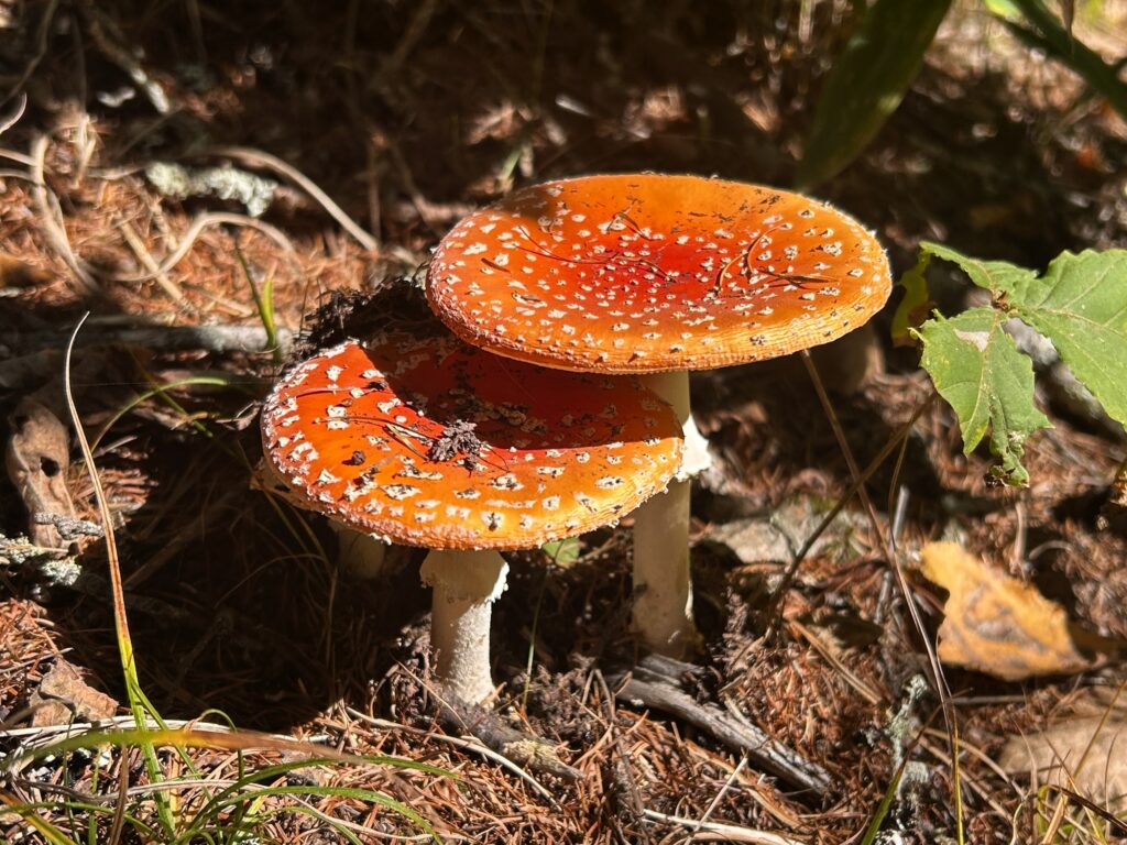 信州諏訪霧ヶ峰高原別荘地 霧ヶ峰 ビバルデの丘 長野県諏訪市 ビーナスライン 別荘 山 森 森林 自然 富士山 八ヶ岳 南アルプス 中央アルプス 眺望 植物 山野草 草花 山の花 アウトドア 夏 秋 秋の七草 萩 ハギ マルバハギ 紅葉 野生 きのこ キノコ 毒キノコ ベニテングタケ