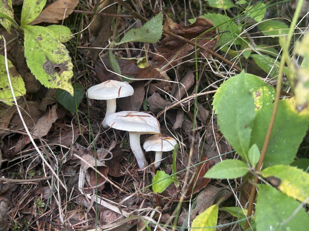 信州諏訪霧ヶ峰高原別荘地 霧ヶ峰 ビバルデの丘 長野県諏訪市 ビーナスライン 別荘 山 森 森林 自然 富士山 八ヶ岳 南アルプス 中央アルプス 眺望 植物 山野草 草花 山の花 アウトドア 夏 秋 秋の七草 萩 ハギ マルバハギ 紅葉 野生 きのこ キノコ 毒キノコ ベニテングタケ カラカサタケ