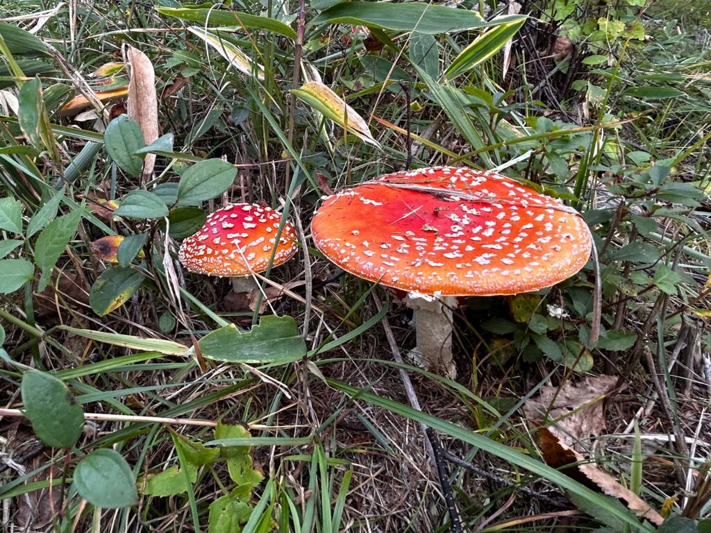 信州諏訪霧ヶ峰高原別荘地 霧ヶ峰 ビバルデの丘 長野県諏訪市 ビーナスライン 別荘 山 森 森林 自然 富士山 八ヶ岳 南アルプス 中央アルプス 眺望 植物 山野草 草花 山の花 アウトドア 夏 秋 秋の七草 萩 ハギ マルバハギ 紅葉 野生 きのこ キノコ 毒キノコ ベニテングタケ