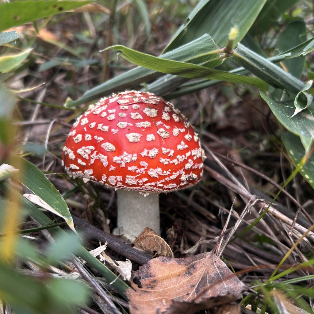 信州諏訪霧ヶ峰高原別荘地 霧ヶ峰 ビバルデの丘 長野県諏訪市 ビーナスライン 別荘 山 森 森林 自然 富士山 八ヶ岳 南アルプス 中央アルプス 眺望 植物 山野草 草花 山の花 アウトドア 夏 秋 秋の七草 萩 ハギ マルバハギ 紅葉 野生 きのこ キノコ 毒キノコ ベニテングタケ