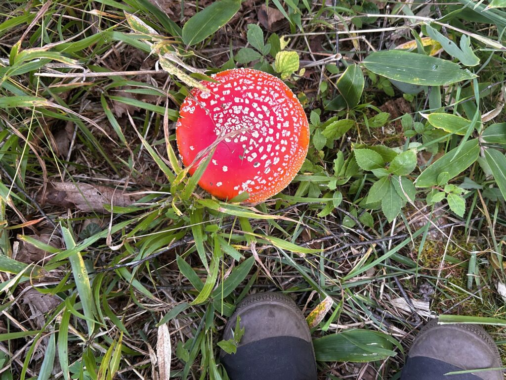 信州諏訪霧ヶ峰高原別荘地 霧ヶ峰 ビバルデの丘 長野県諏訪市 ビーナスライン 別荘 山 森 森林 自然 富士山 八ヶ岳 南アルプス 中央アルプス 眺望 植物 山野草 草花 山の花 アウトドア 夏 秋 秋の七草 萩 ハギ マルバハギ 紅葉 野生 きのこ キノコ 毒キノコ ベニテングタケ