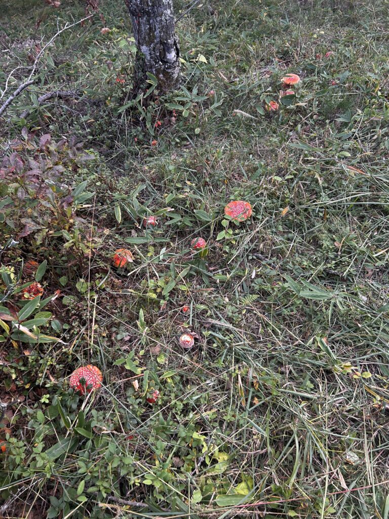 信州諏訪霧ヶ峰高原別荘地 霧ヶ峰 ビバルデの丘 長野県諏訪市 ビーナスライン 別荘 山 森 森林 自然 富士山 八ヶ岳 南アルプス 中央アルプス 眺望 植物 山野草 草花 山の花 アウトドア 夏 秋 秋の七草 萩 ハギ マルバハギ 紅葉 野生 きのこ キノコ 毒キノコ ベニテングタケ