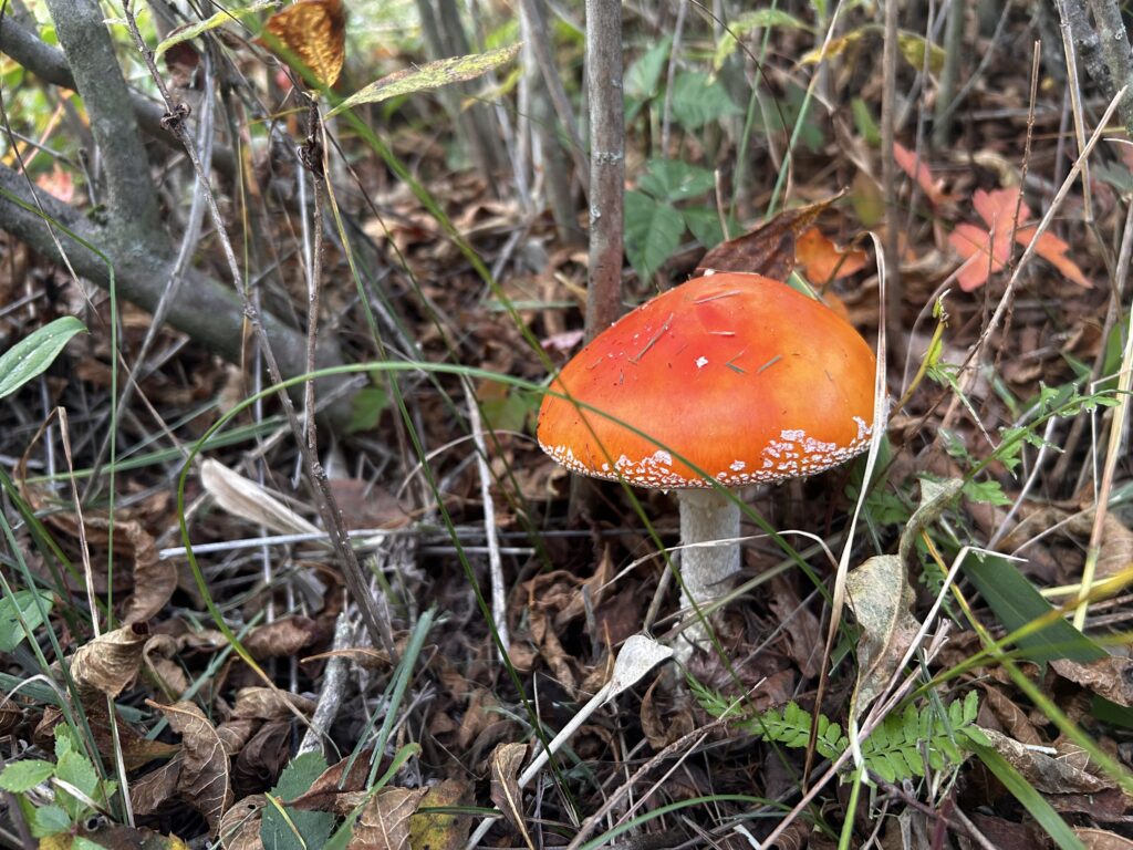 信州諏訪霧ヶ峰高原別荘地 霧ヶ峰 ビバルデの丘 長野県諏訪市 ビーナスライン 別荘 山 森 森林 自然 富士山 八ヶ岳 南アルプス 中央アルプス 眺望 植物 山野草 草花 山の花 アウトドア 夏 秋 秋の七草 萩 ハギ マルバハギ 紅葉 野生 きのこ キノコ 毒キノコ ベニテングタケ