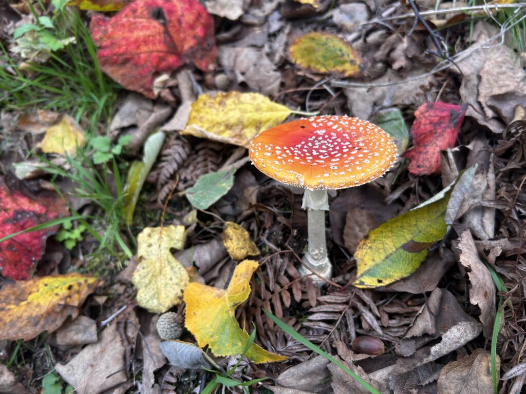信州諏訪霧ヶ峰高原別荘地 霧ヶ峰 ビバルデの丘 長野県諏訪市 ビーナスライン 別荘 山 森 森林 自然 富士山 八ヶ岳 南アルプス 中央アルプス 眺望 植物 山野草 草花 山の花 アウトドア 夏 秋 秋の七草 萩 ハギ マルバハギ 紅葉 野生 きのこ キノコ 毒キノコ ベニテングタケ カラカサタケ