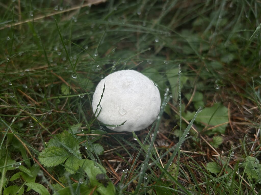 信州諏訪霧ヶ峰高原別荘地 霧ヶ峰 ビバルデの丘 長野県諏訪市 ビーナスライン 別荘 山 森 森林 自然 富士山 八ヶ岳 南アルプス 中央アルプス 眺望 植物 山野草 草花 山の花 アウトドア 夏 秋 秋の七草 萩 ハギ マルバハギ 紅葉 野生 きのこ キノコ 毒キノコ ベニテングタケ