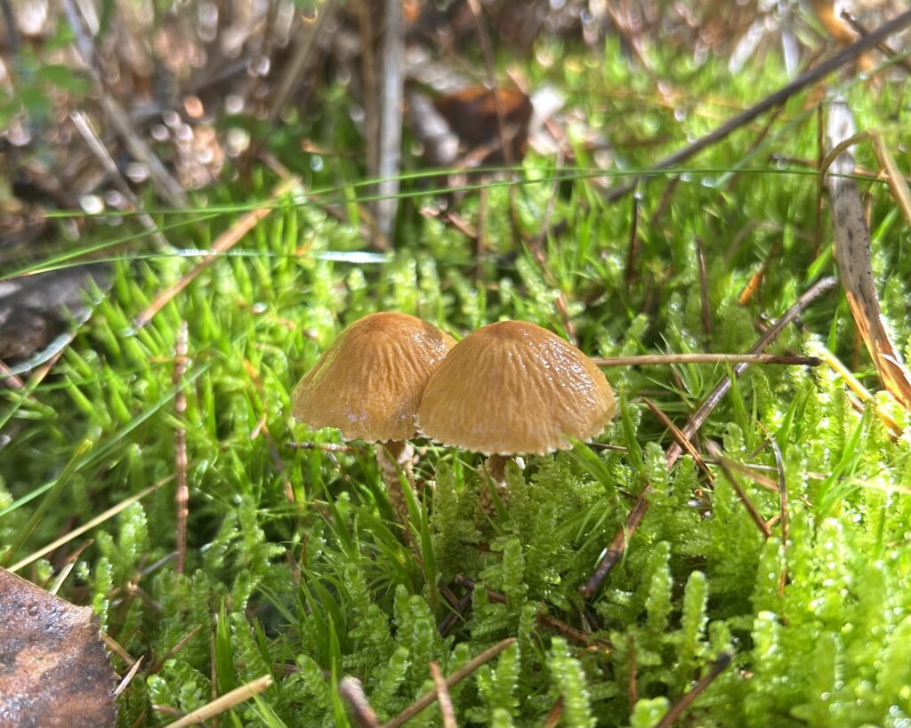 信州諏訪霧ヶ峰高原別荘地 霧ヶ峰 ビバルデの丘 長野県諏訪市 ビーナスライン 別荘 山 森 森林 自然 富士山 八ヶ岳 南アルプス 中央アルプス 眺望 植物 山野草 草花 山の花 アウトドア 夏 秋 秋の七草 萩 ハギ マルバハギ 紅葉 野生 きのこ キノコ 毒キノコ ベニテングタケ カラカサタケ