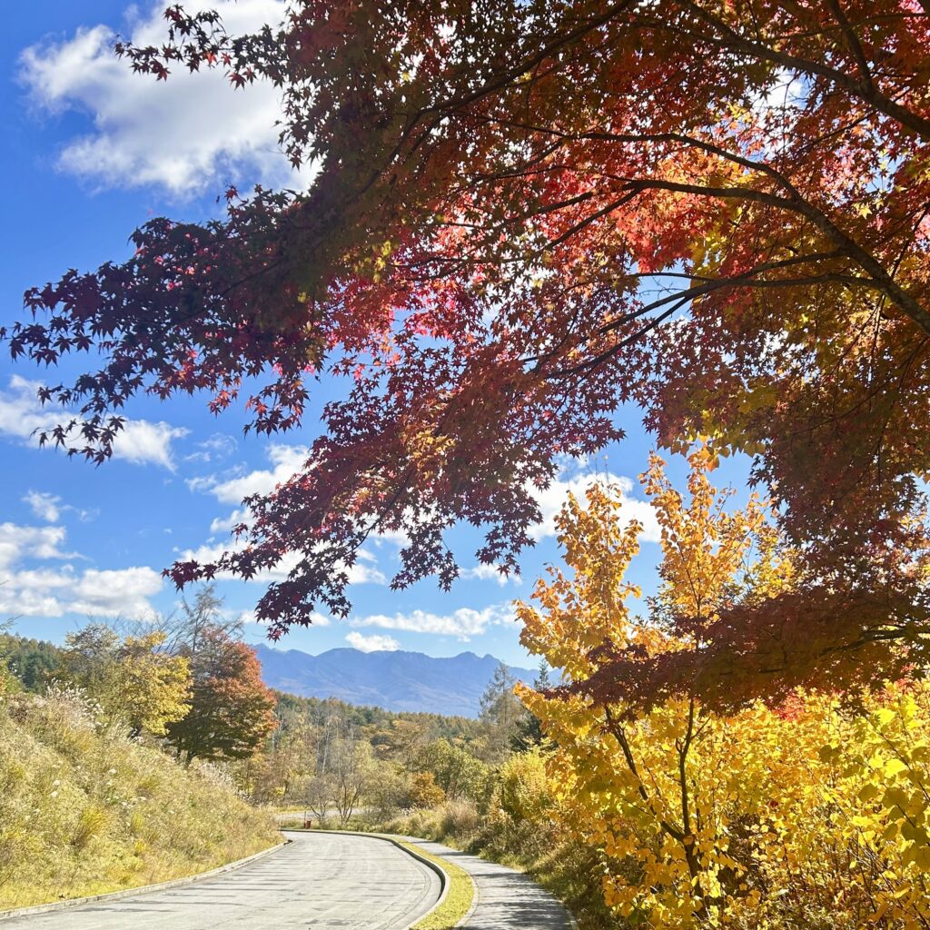 信州諏訪霧ヶ峰高原別荘地 霧ヶ峰 ビバルデの丘 長野県諏訪市 ビーナスライン 別荘 山 森 森林 自然 富士山 八ヶ岳 南アルプス 中央アルプス 眺望 植物 山野草 草花 山の花 アウトドア 夏 秋 秋の七草 萩 ハギ マルバハギ 紅葉 野生 きのこ キノコ 毒キノコ ベニテングタケ カラカサタケ