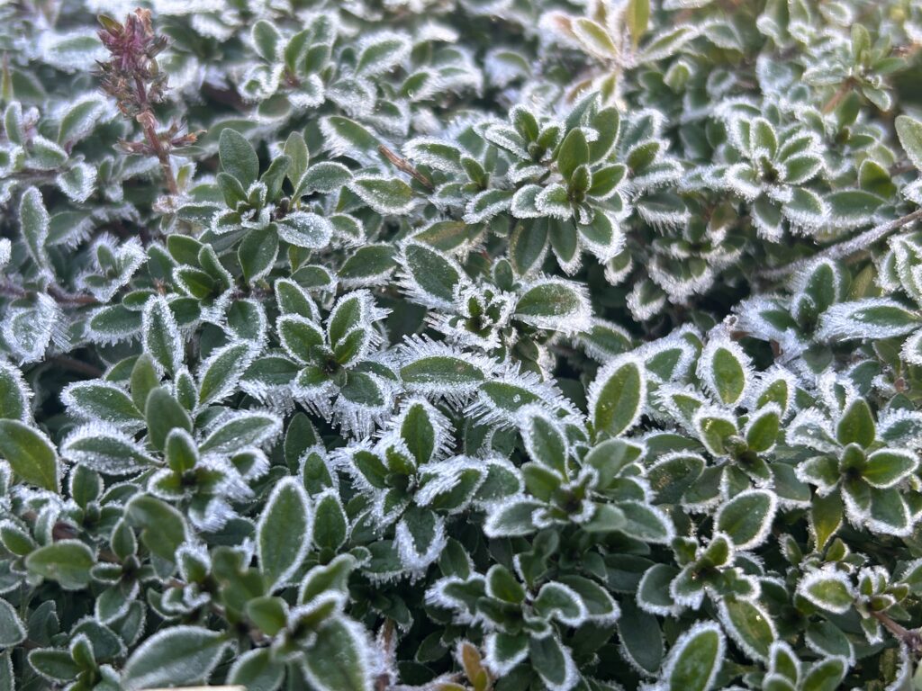 信州諏訪霧ヶ峰高原別荘地 霧ヶ峰 ビバルデの丘 長野県諏訪市 ビーナスライン 別荘 山 森 森林 自然 富士山 八ヶ岳 南アルプス 中央アルプス 眺望 植物 山野草 草花 山の花 アウトドア 夏 秋 秋の七草 萩 ハギ マルバハギ 紅葉 野生 きのこ キノコ 毒キノコ ベニテングタケ カラカサタケ