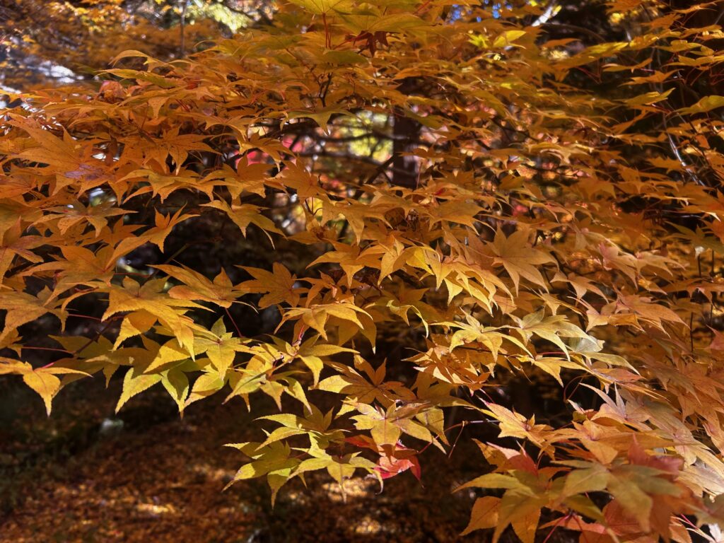 阿弥陀寺 諏訪市
紅葉の寺巡り