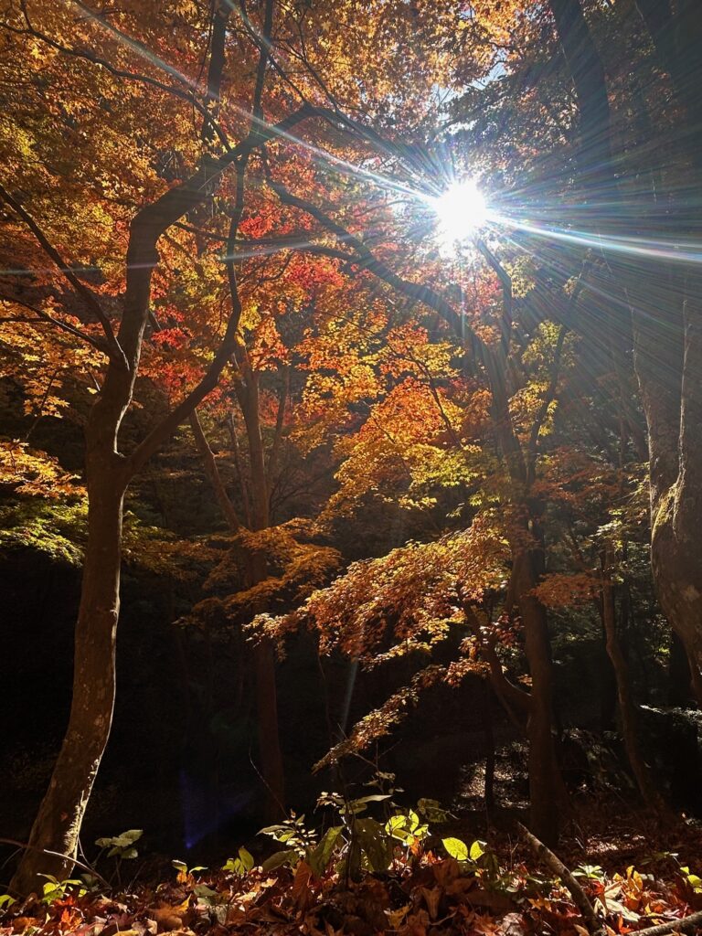 阿弥陀寺 諏訪市
紅葉の寺巡り