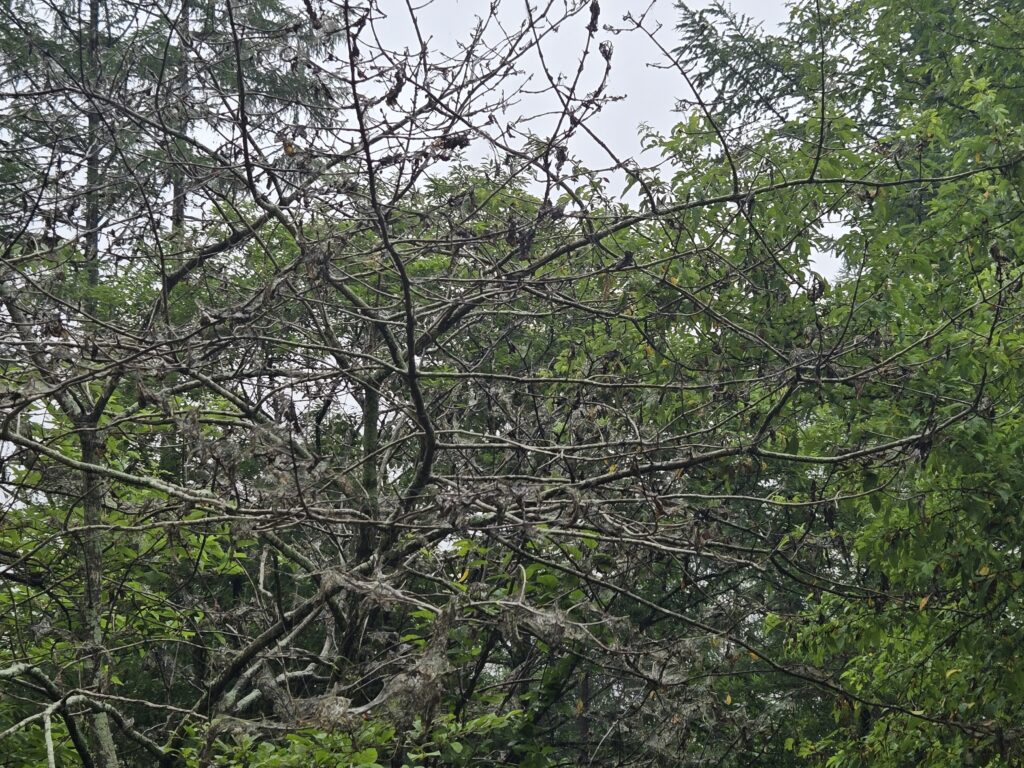 霧ケ峰
木の消毒