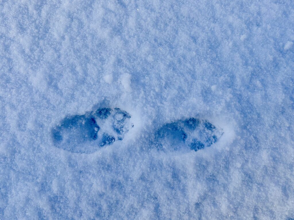 信州諏訪霧ヶ峰高原別荘地　霧ヶ峰　ビバルデの丘　長野県諏訪市　ビーナスライン　別荘　山　森　森林　自然　富士山　八ヶ岳　南アルプス　中央アルプス　眺望　植物　山野草　草花　紅葉　モミジ　カラマツ　落葉松　ペン　マーカーペン　イラスト　魚　渓流魚　イワナ　キツネ　北岳
