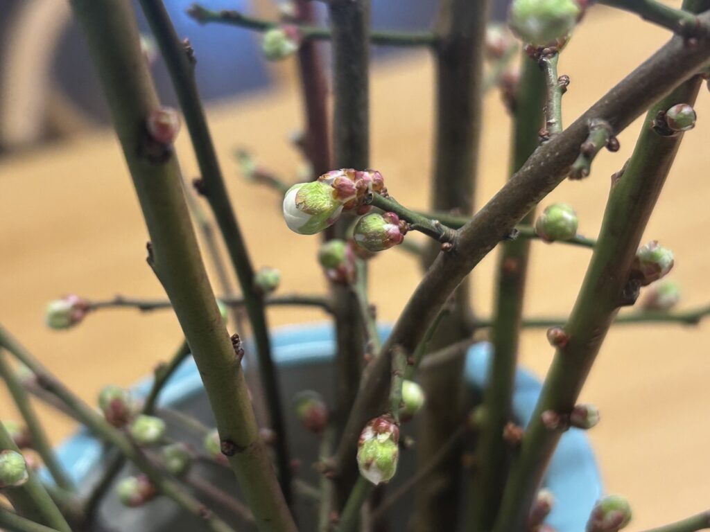 信州諏訪霧ヶ峰高原別荘地 霧ヶ峰 ビバルデの丘 長野県諏訪市 ビーナスライン 別荘 山 森 森林 自然 富士山 八ヶ岳 南アルプス 中央アルプス 眺望 植物 梅 花 春 冬