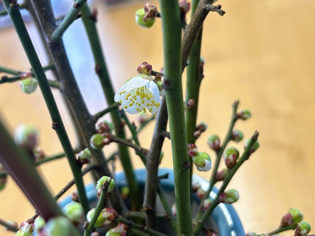 信州諏訪霧ヶ峰高原別荘地 霧ヶ峰 ビバルデの丘 長野県諏訪市 ビーナスライン 別荘 山 森 森林 自然 富士山 八ヶ岳 南アルプス 中央アルプス 眺望 植物 梅 花 春 冬