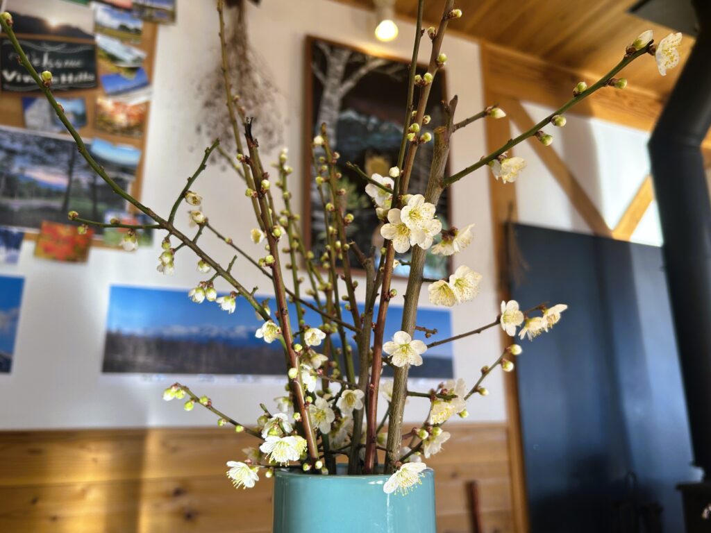 信州諏訪霧ヶ峰高原別荘地 霧ヶ峰 ビバルデの丘 長野県諏訪市 ビーナスライン 別荘 山 森 森林 自然 富士山 八ヶ岳 南アルプス 中央アルプス 眺望 植物 梅