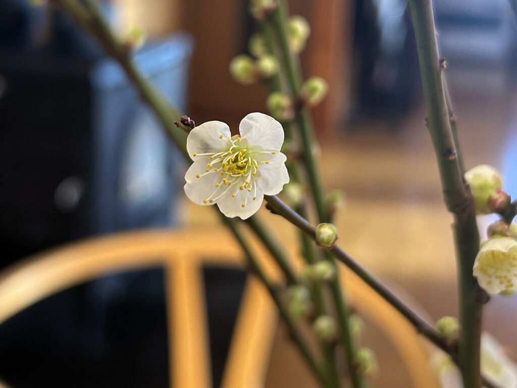 信州諏訪霧ヶ峰高原別荘地 霧ヶ峰 ビバルデの丘 長野県諏訪市 ビーナスライン 別荘 山 森 森林 自然 富士山 八ヶ岳 南アルプス 中央アルプス 眺望 植物 梅 花 春 冬 諏訪大社 上社本宮 御柱一之柱 梅の花